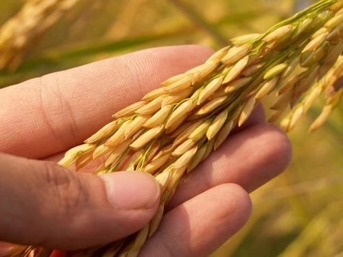 今年稻谷產量有望達2000萬噸！菲律賓水稻產業發展情況了解下